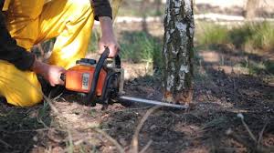 Best Storm Damage Tree Cleanup  in Stone Ridge, VA