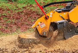 Best Tree Health Inspection  in Stone Ridge, VA