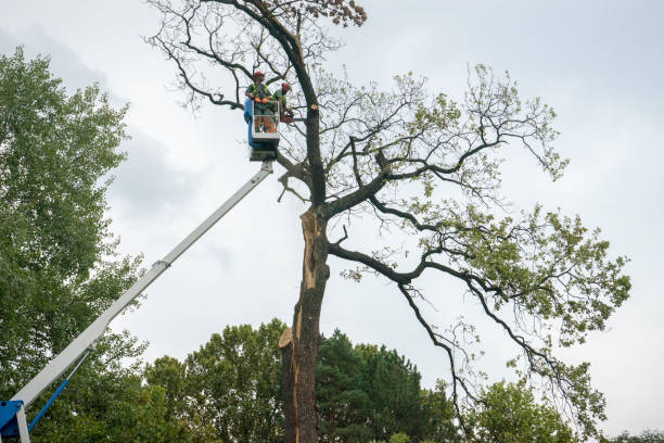 How Our Tree Care Process Works  in  Stone Ridge, VA
