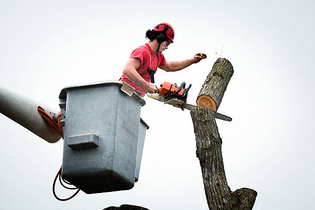Seasonal Cleanup (Spring/Fall) in Stone Ridge, VA
