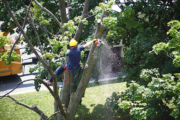 Lawn Irrigation Installation and Maintenance in Stone Ridge, VA