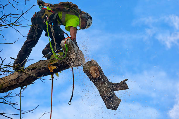 Best Lawn Watering Services  in Stone Ridge, VA